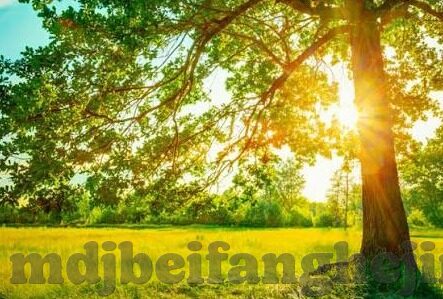 成人伊人大香蕉在线视频最新-成人伊人大香蕉在线视频最新，网络时代下的信息甄别与道德考量