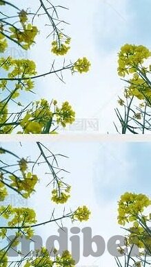 麻豆传媒91-互联网文化的多元化与内容选择，对麻豆传媒91现象的理性审视